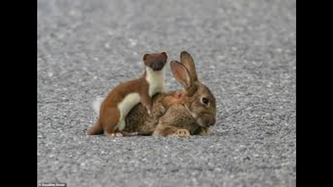 Stoat vs Rabbit Real Fight | Stoat Attacks and Kills Rabbit | Most Amazing Attack of Animals