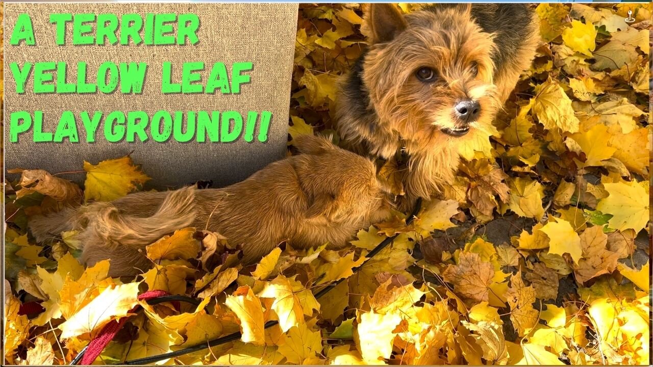 Autumn Joy! A Terrier leaf PLAYGROUND!!