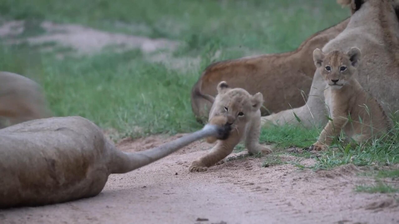 Watch cute baby lion's playful antics with mother's tail