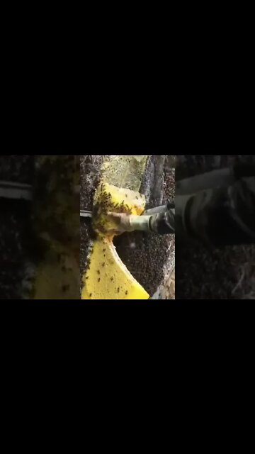 Honey smell, honey, bees, r.e.m.Honey smell