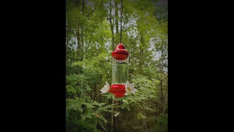 Slow motion isn't so slow with hummingbird wings.