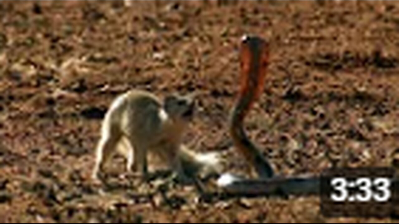 Mongoose Vs. Cobra: The Ultimate Showdown