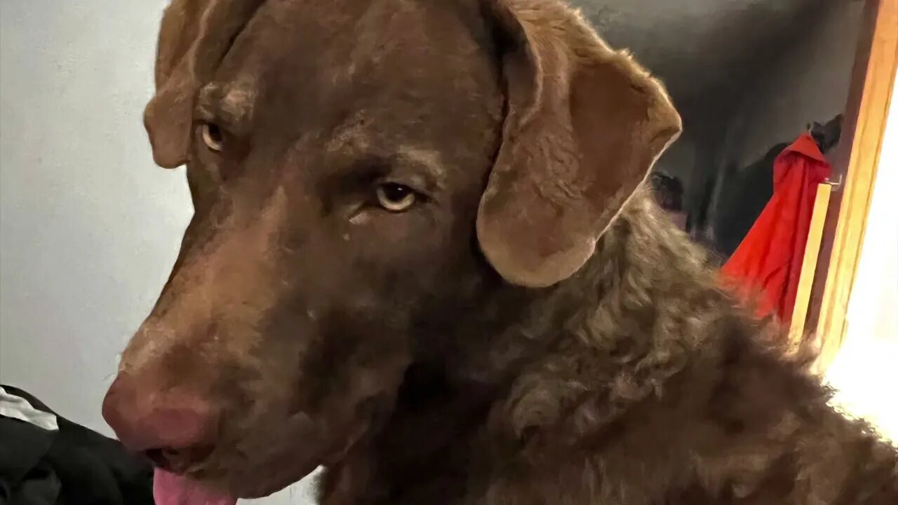 Haven’t you heard of a boy named Sue? #6monthsold #chesapeakebayretriever #Pete #puppy