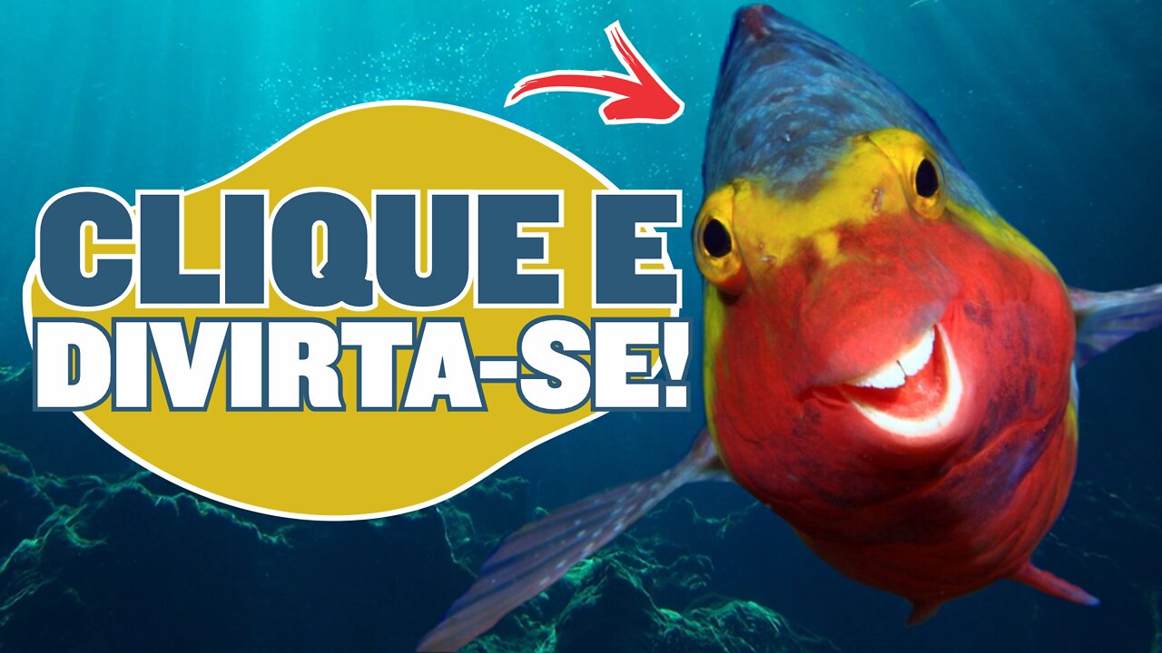 Os animais SELVAGENS mais ENGRAÇADOS DO MUNDO. É SÉRIO!