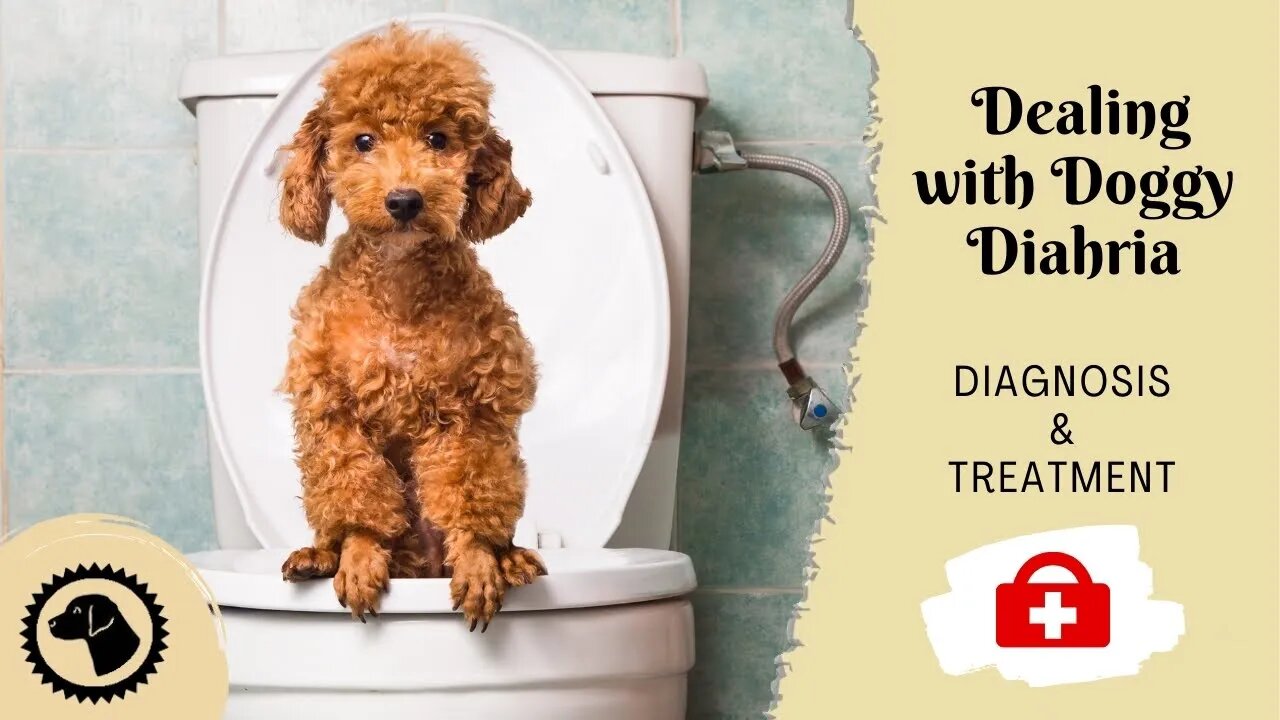 Dealing with Doggy Diahria; My Dog Won't Stop Pooping | DOG HEALTH 🐶 #BrooklynsCorner