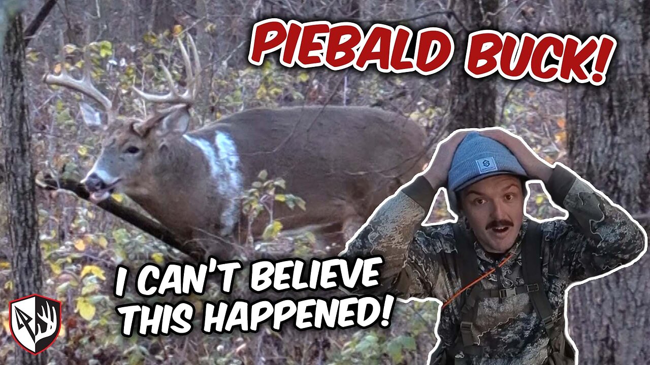 Giant Piebald Buck With A Bow! | Illinois Rut Hunt