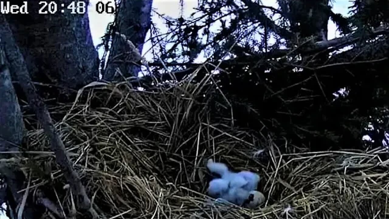 Two Owlets and One Pip 🐥🐥🐣 04/12/23 20:47