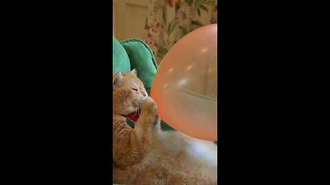 Boom,Scared me! #exlittlebeans #funny_cats #cat #funny_videos