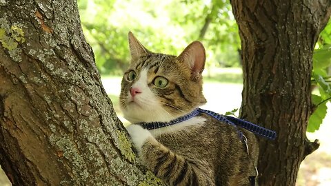 Evil Birds Tease the Poor Cat in the Tree