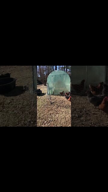New setup for chickens since moving to homestead