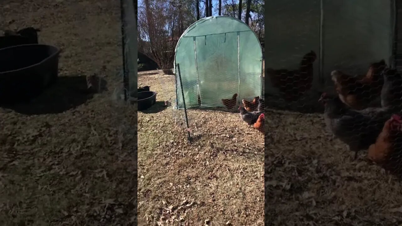 New setup for chickens since moving to homestead