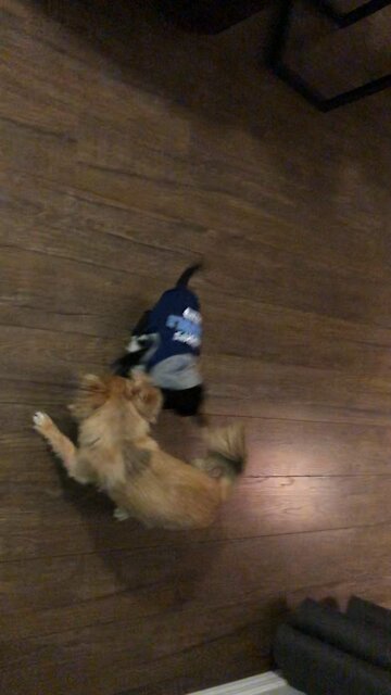 Puppy Abby playing with the boys