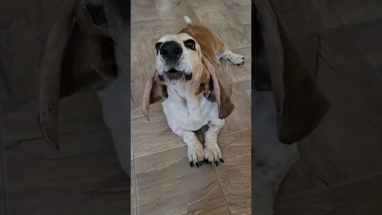 My howling bassets! #bassethound #howling #socute #mydog #mydogs