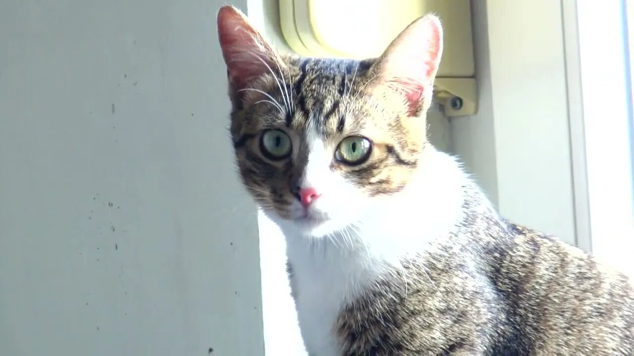 Little Red Nose Sits on the Window Sill