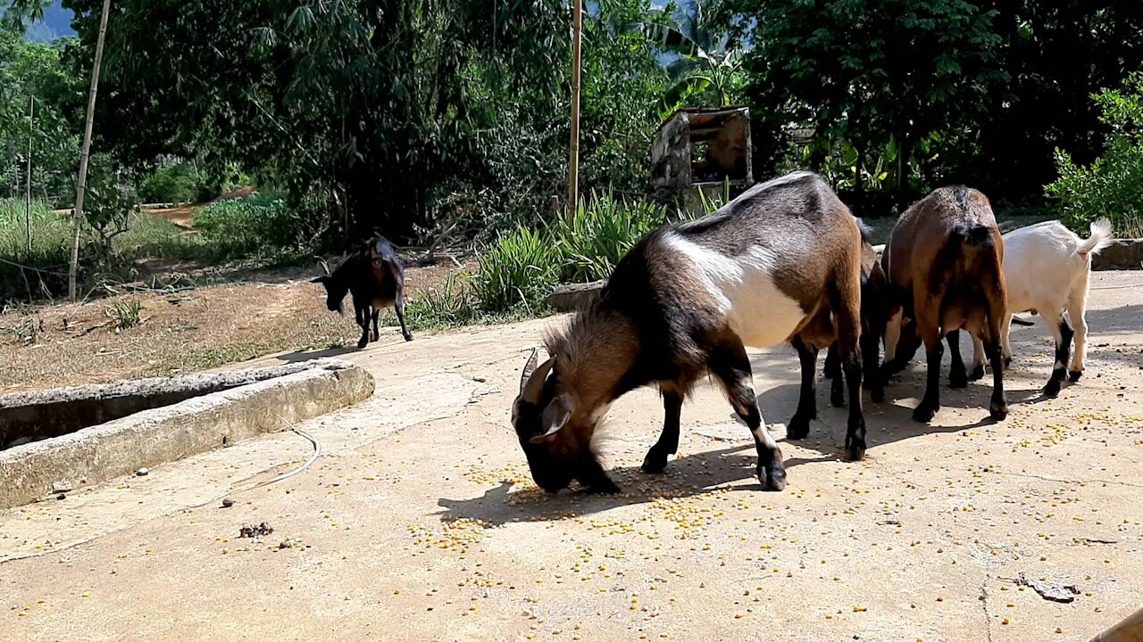 friendly goats, they're naturally eating and having fun.