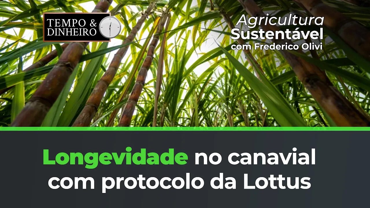 Mais produtividade e longevidade nos canaviais com Lottus BioSoluções