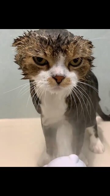 Funny Angry Cats Reaction