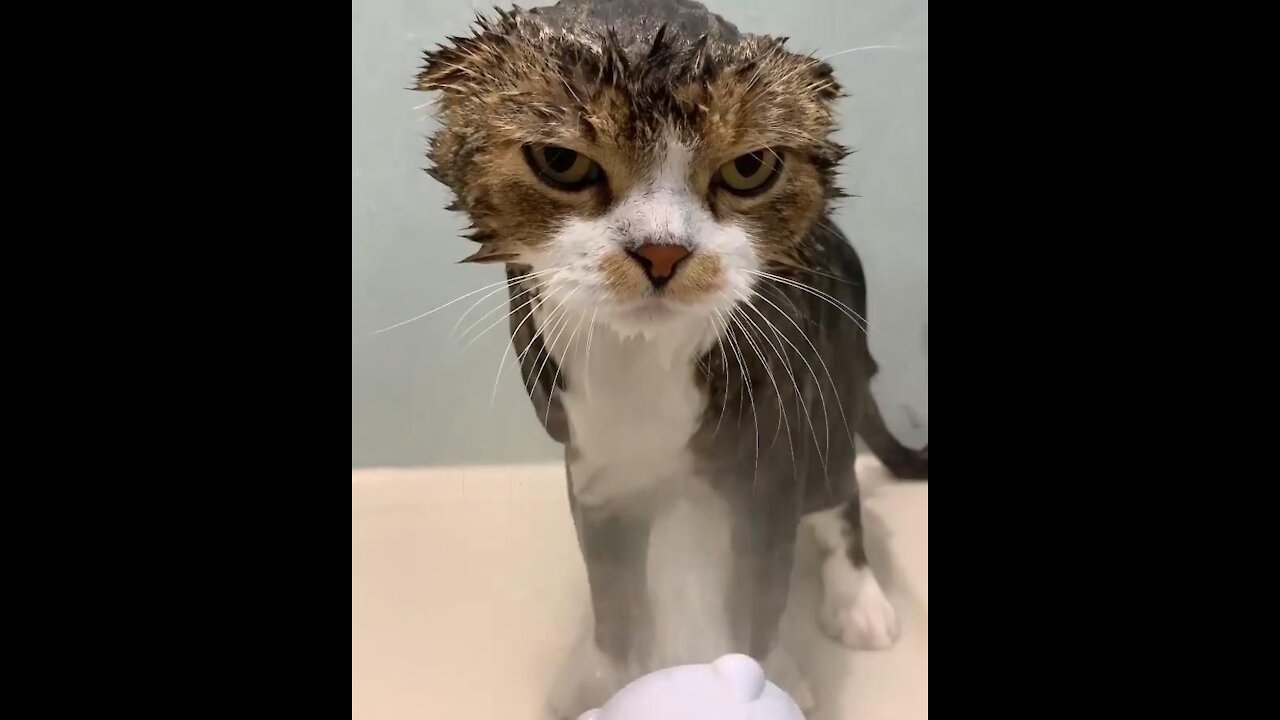 Funny Angry Cats Reaction