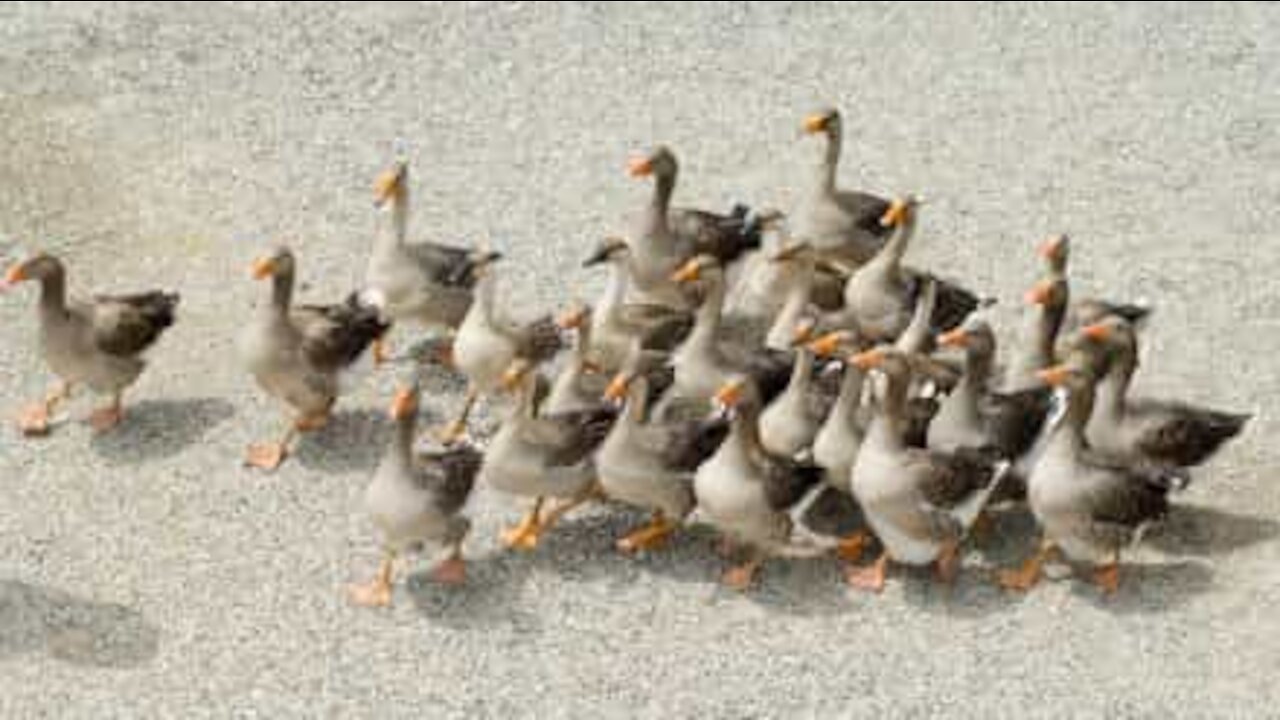 Embouteillage de canards!