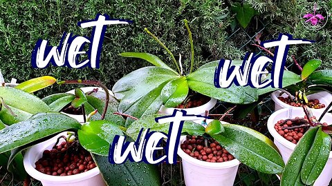 UPDATE Phalaenopsis drenched to the core | December 2022 #ninjaorchids