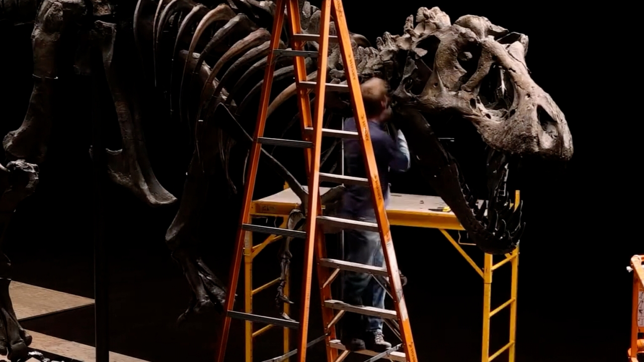 Tyrannosaurus Rex Bones Set To Fetch $8M At Auction