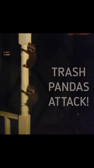 Raccoons Attack!