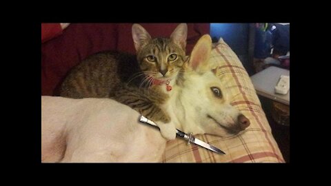 Funny Cats and Dogs Compilation.