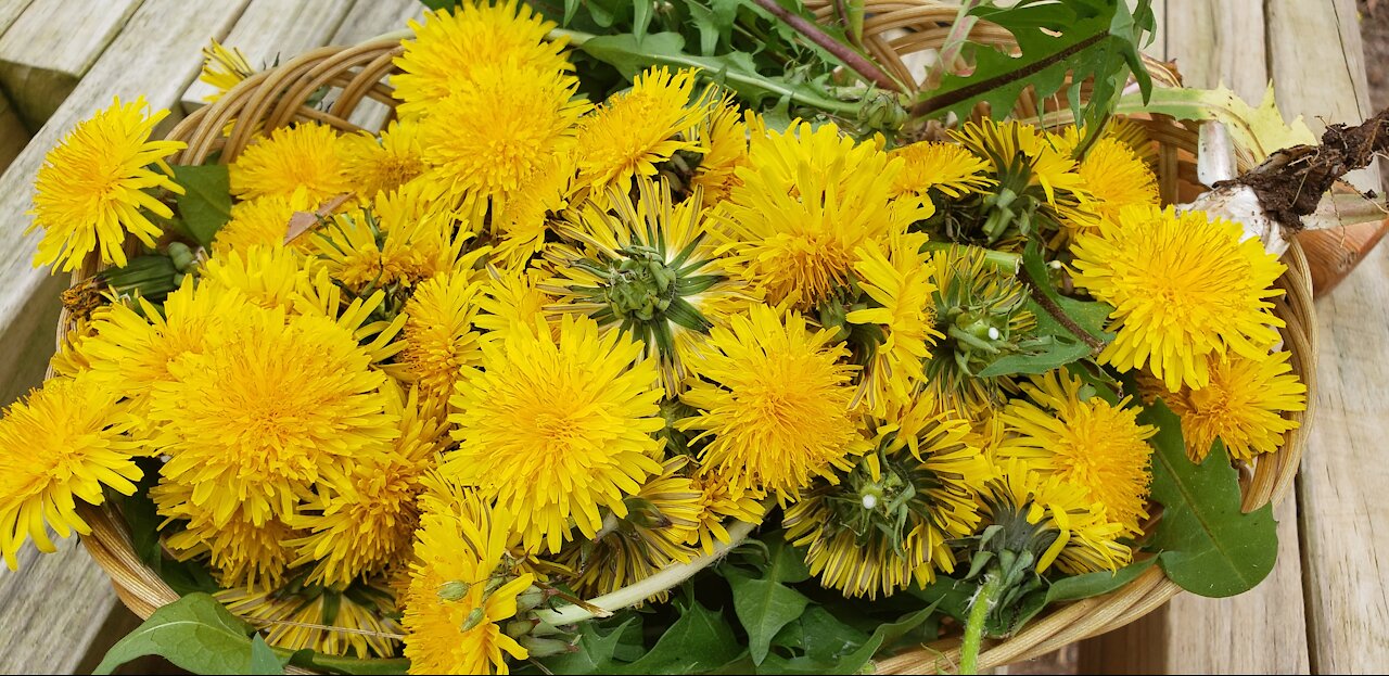 How to eat dandelion