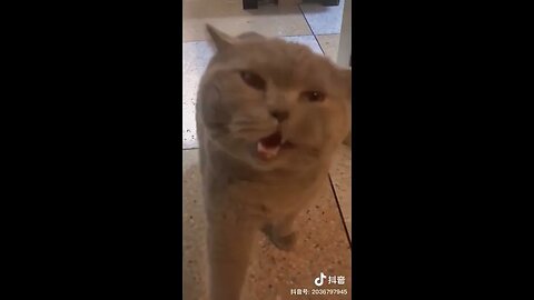 Funny Animal Video #29 April 2023 Funniest Cat and Dog Videos