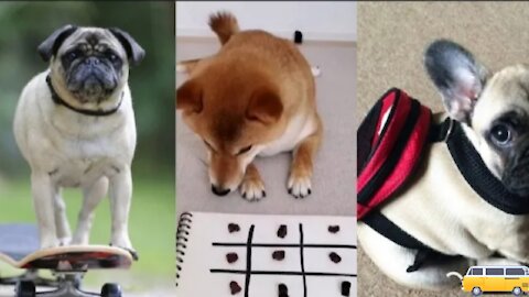 Doge Going To School dog playing Tic Tac Toe Dog Riding Skateboarding