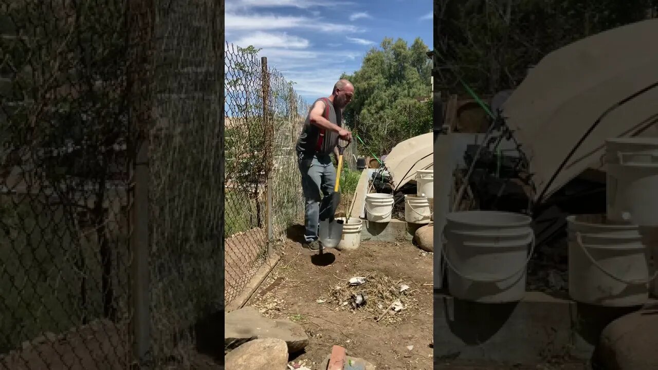 Planting some flowered plants.