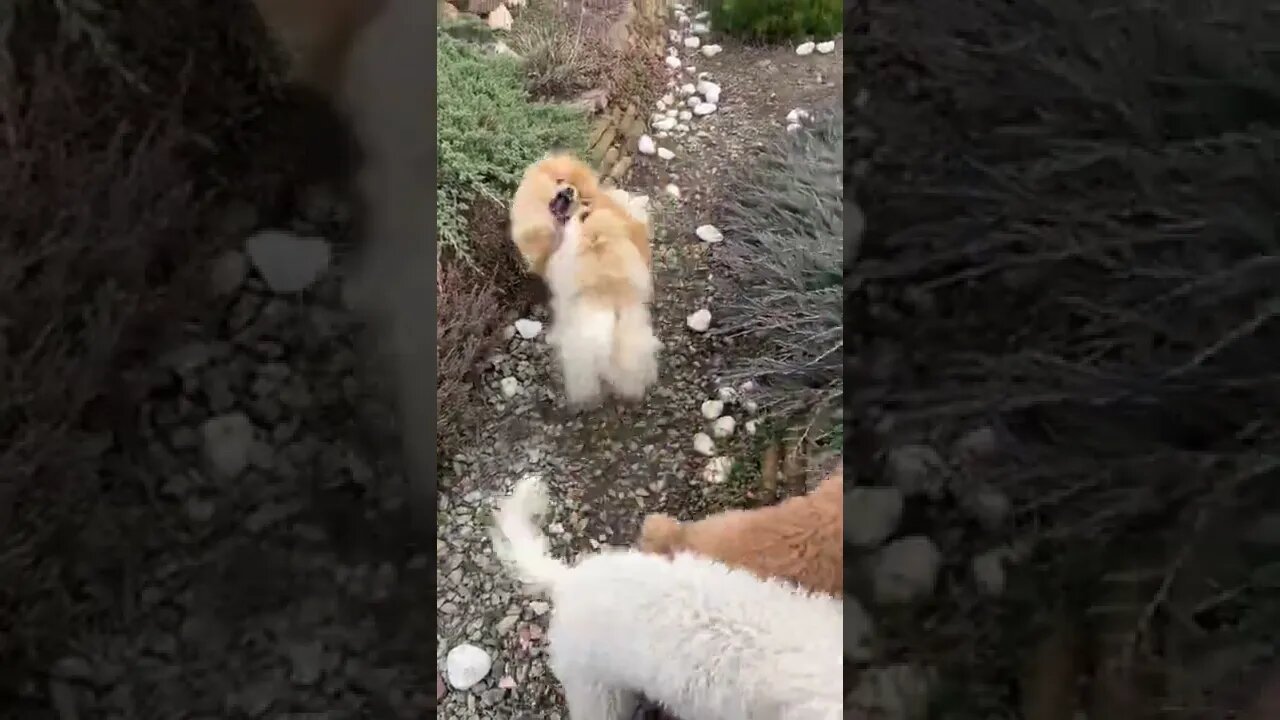 😂 cute dog video 😂, part 133 #shorts