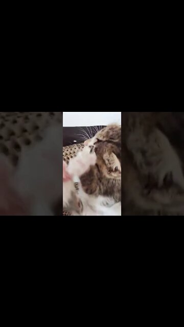 наши милые котики (5)