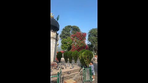 Morning puja bindhyabashini