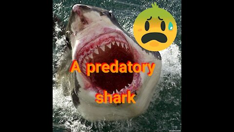 A predatory shark