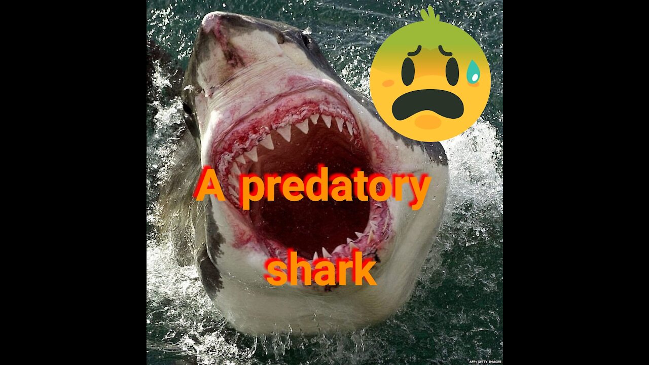 A predatory shark