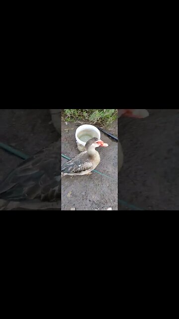 Good Morning two pretty boys