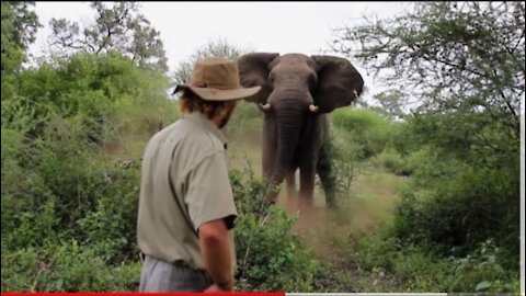 Man stops Charging Elephant &Other animals video