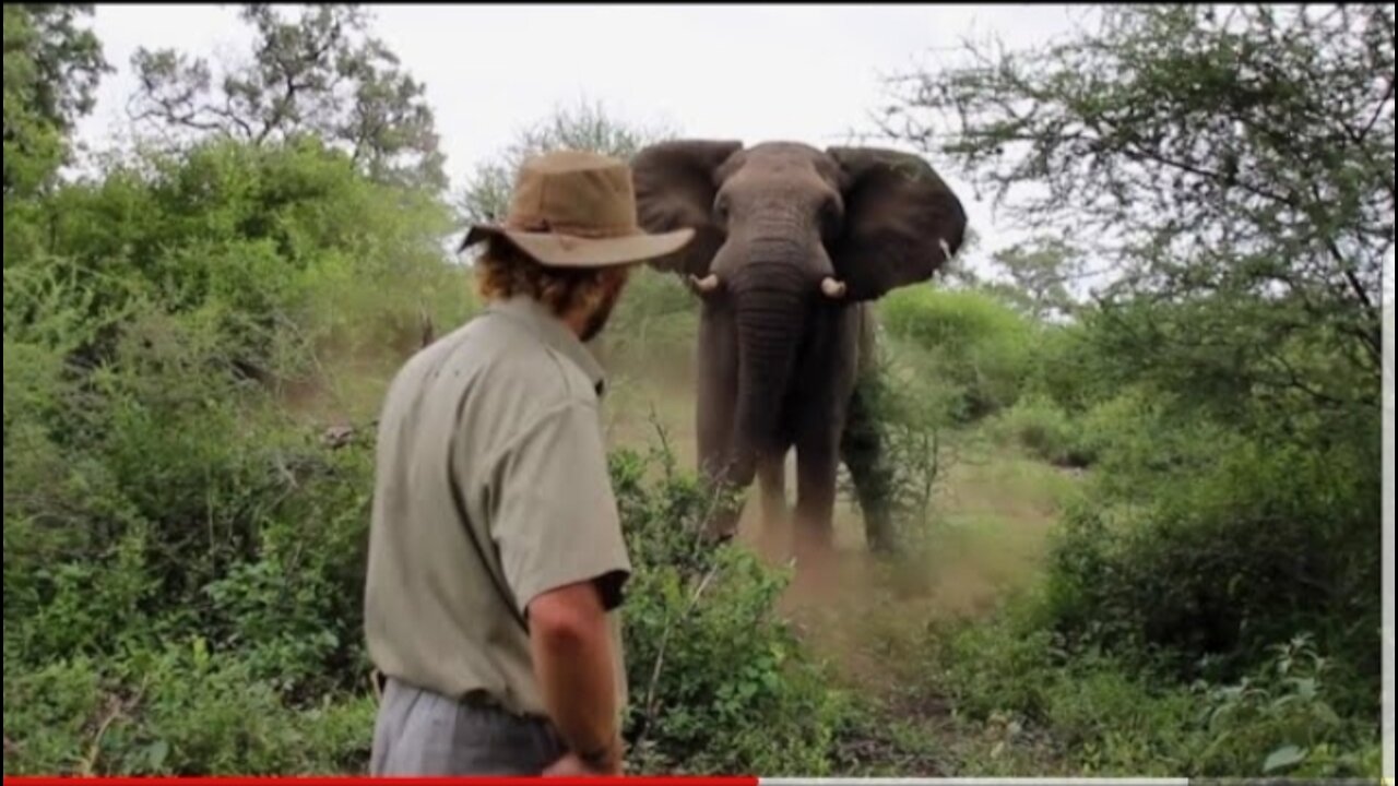 Man stops Charging Elephant &Other animals video