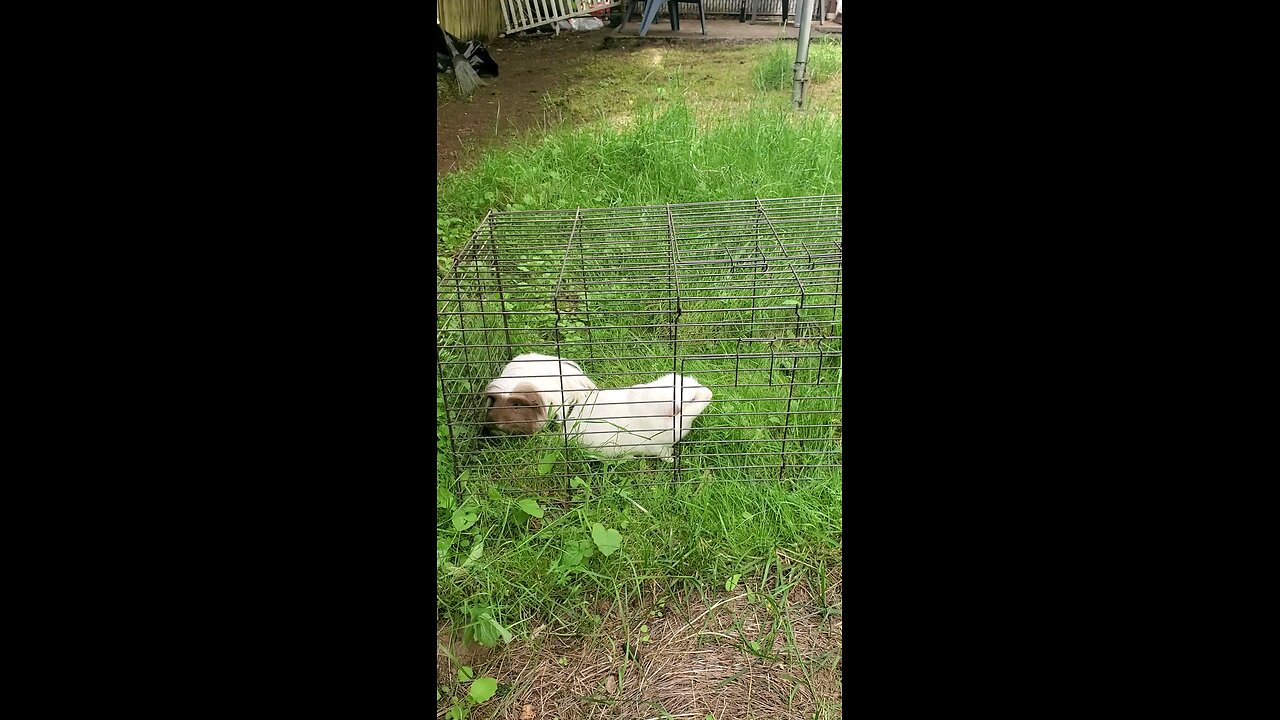 my guinea pig chintu & Mintu