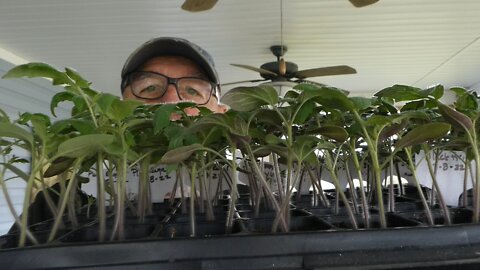 HOME STEAD GARDEN (Tomato transplant)