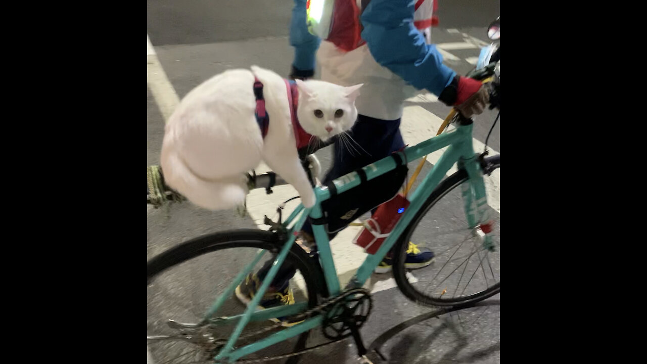 A cat that rides a bicycle for a walk.