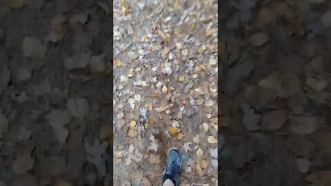 Walking Through The Leaves #leaves #hiking #shorts