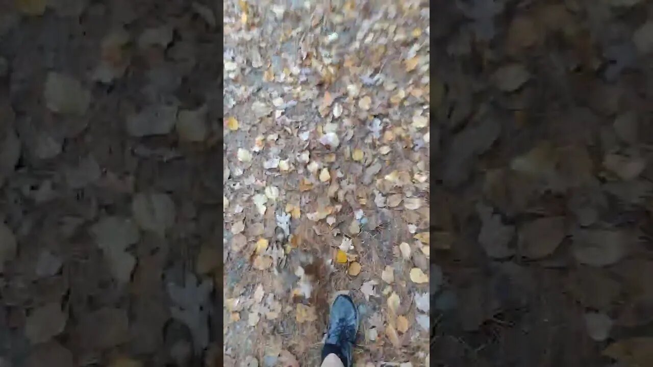 Walking Through The Leaves #leaves #hiking #shorts