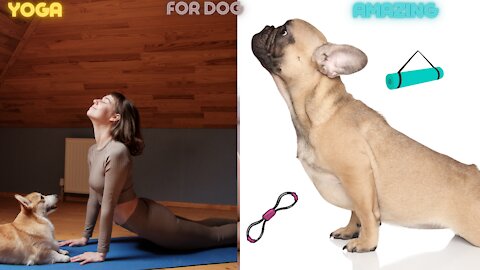 Dog Is Doing Yoga crazy With His Amazing