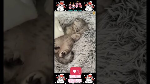 #03_😂😹😂 #Cute #Animals #For #When #You #Are #Stressed 😂😹😂 (#2022)