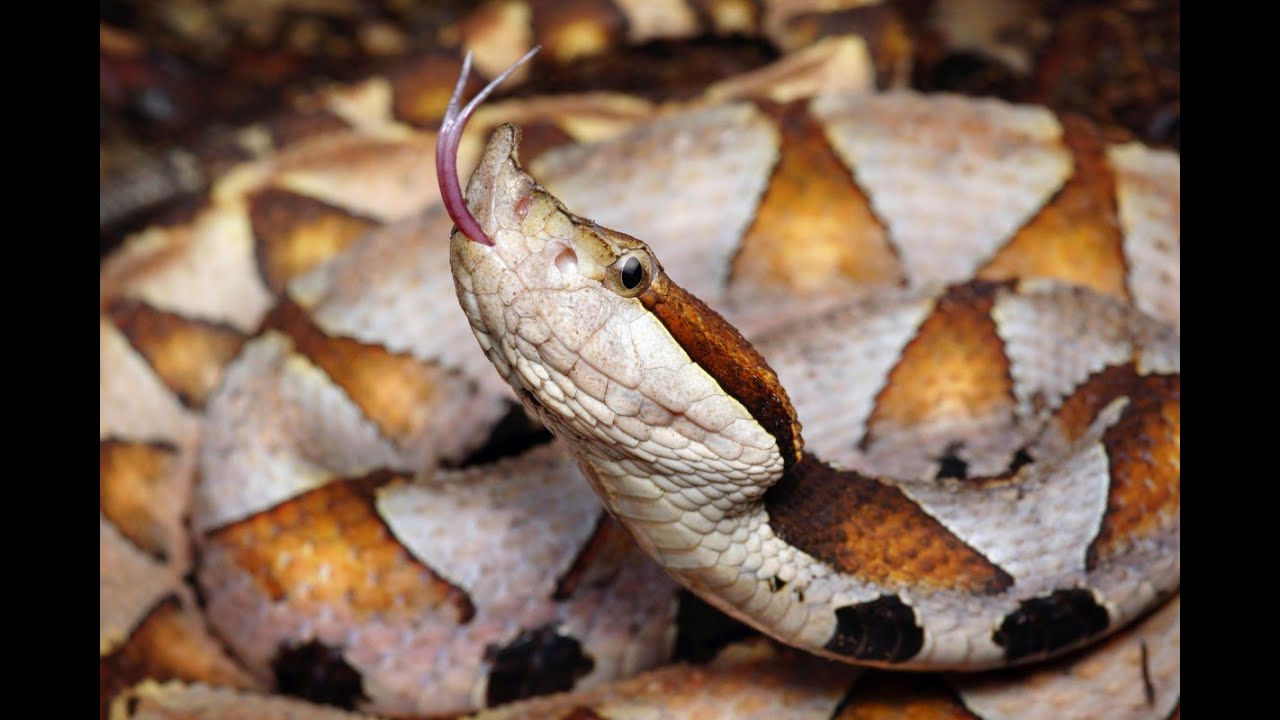 Head of the Snake