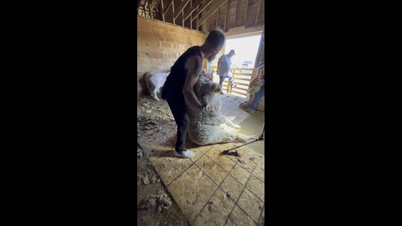 Shearing full Rambouillet Rams 🐏