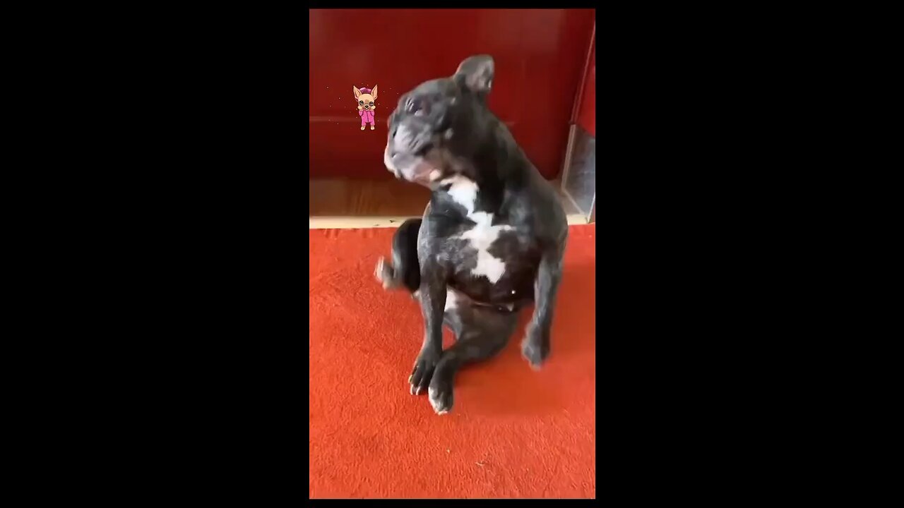 The Frenchie Dance