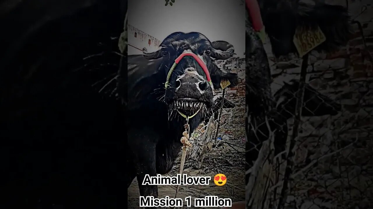 mission 1 million ||#ytshorts #1million #animals #shorts